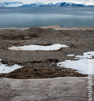 Siberian driftwood, Ny-Alesund