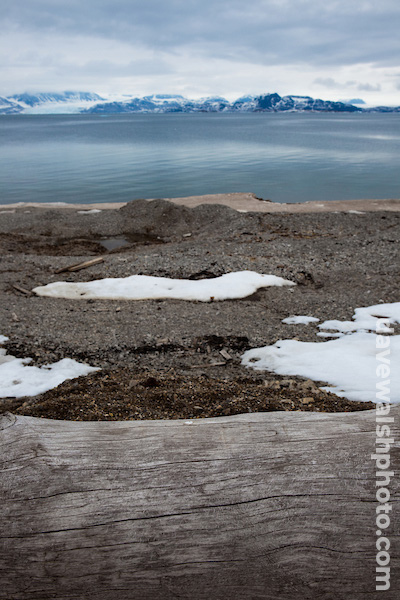 Siberian driftwood, Ny-Alesund