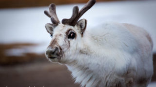 Svalbard Reindeer, Ny-Alesund