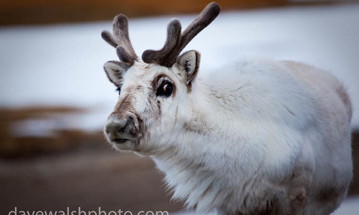 Svalbard Reindeer, Ny-Alesund