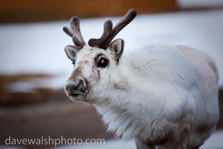 Svalbard Reindeer, Ny-Alesund