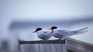 Two Arctic Terns, sterna paradisea, perched near the dog yard Ny Alesund, Svalbard. These terns migrate more than any other species bird - up to 35,000km per year for some birds, as the travel to Antarctica and back, and can enjoy two polar summers. The t