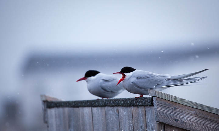 Two Arctic Terns, sterna paradisea, perched near the dog yard Ny Alesund, Svalbard. These terns migrate more than any other species bird - up to 35,000km per year for some birds, as the travel to Antarctica and back, and can enjoy two polar summers. The t