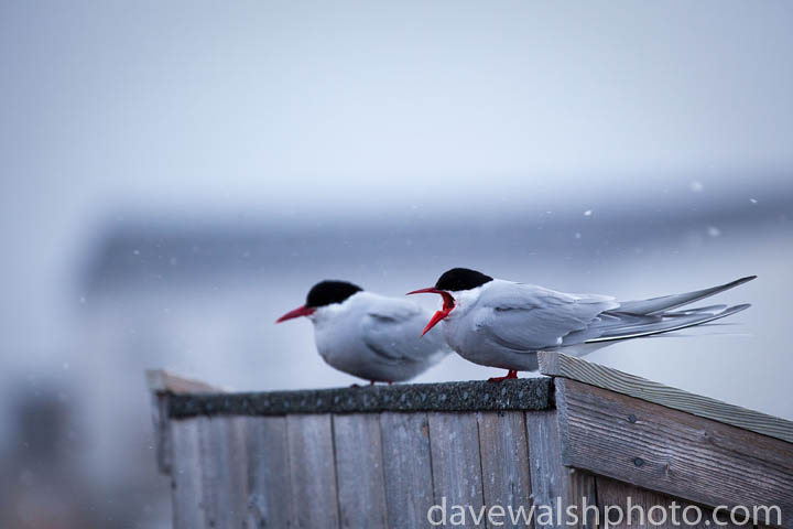 Arctic Tern, sterna paradisea, preparing to mate and nest in the Arctic scientific research village of Ny-Alesund, Svalbard