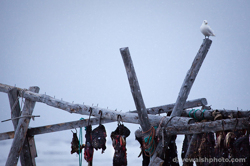 Ivory Gull perched above seal meat