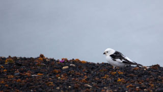 Male Snow Bunting