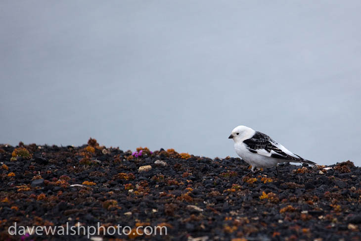 Male Snow Bunting