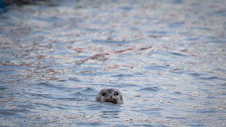 Seal in the harbout at Ny-Alesund