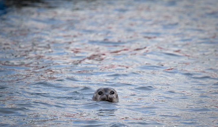 Seal in the harbout at Ny-Alesund