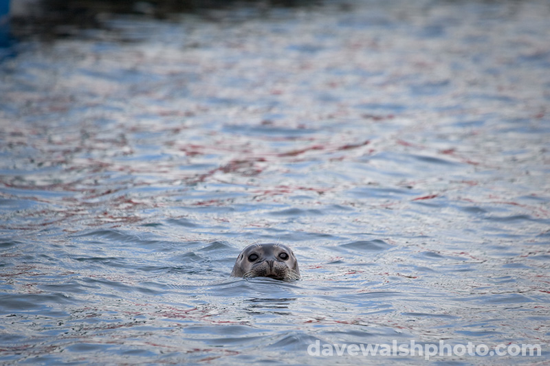Seal in the harbout at Ny-Alesund