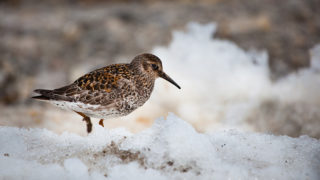 Purple sandpiper, Ny Alesund