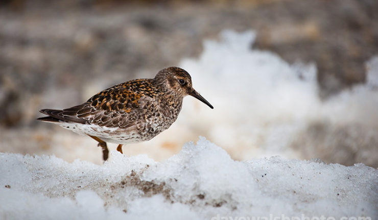 Purple sandpiper, Ny Alesund