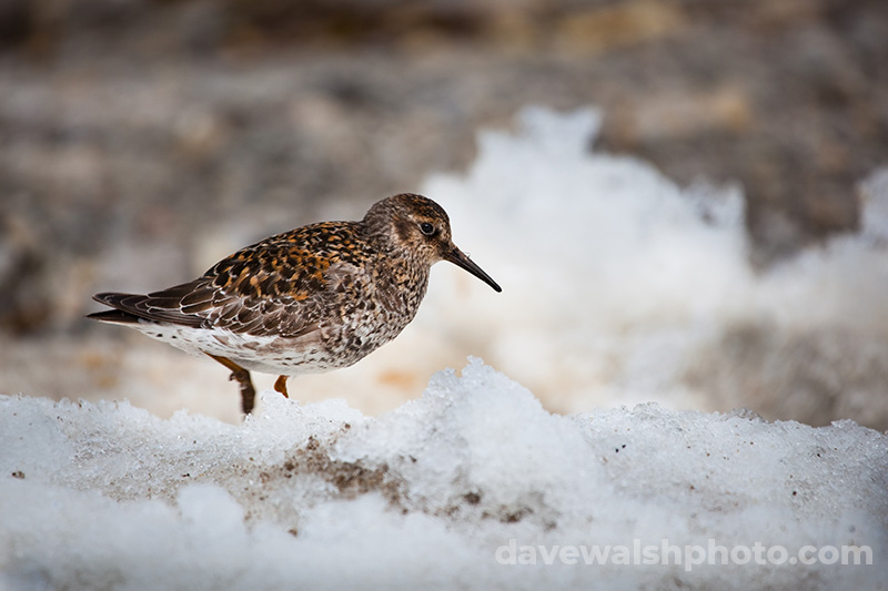 Purple sandpiper, Ny Alesund