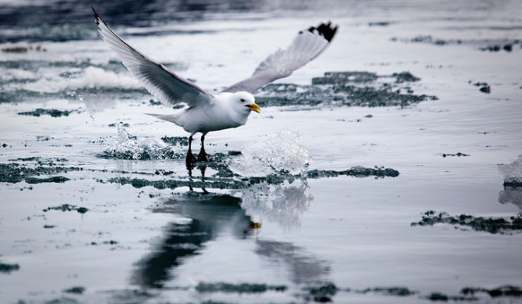 Black Legged Kittiwake