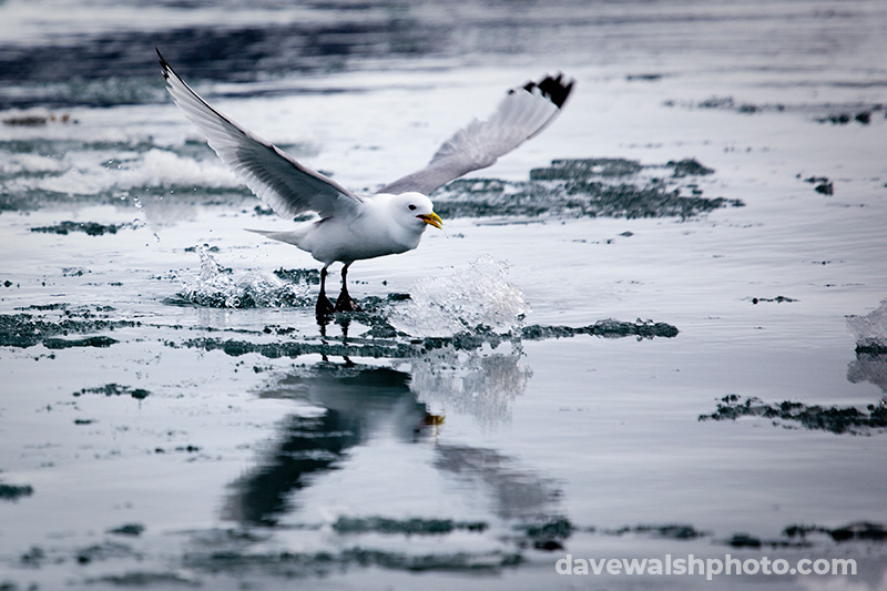 Black Legged Kittiwake