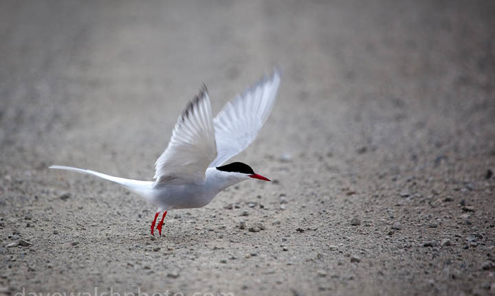 Arctic Terns, sterna paradisea, Ny Alesund