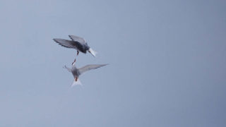 Arctic Terns, sterna paradisea, Ny Alesund