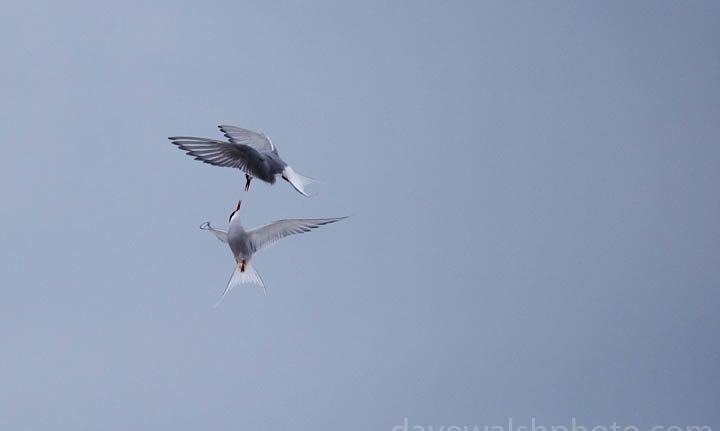 Arctic Terns, sterna paradisea, Ny Alesund