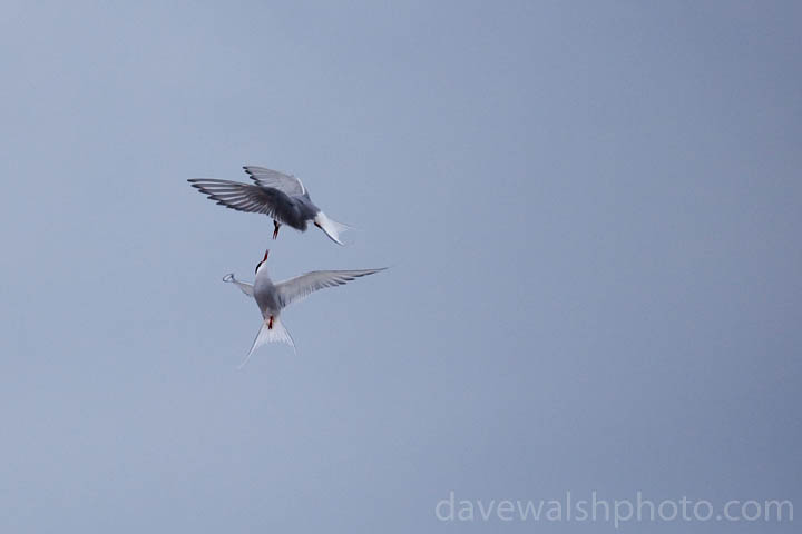 Arctic Terns, sterna paradisea, Ny Alesund