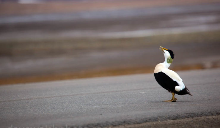 Common Eider Duck, Svalbard