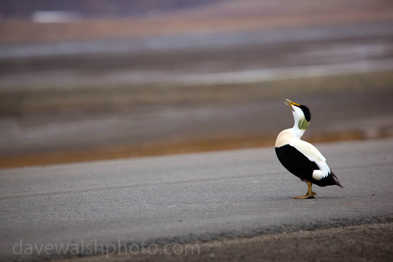 Common Eider Duck, Svalbard