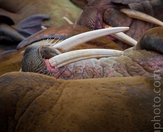 Walrus at Poole-Pynten