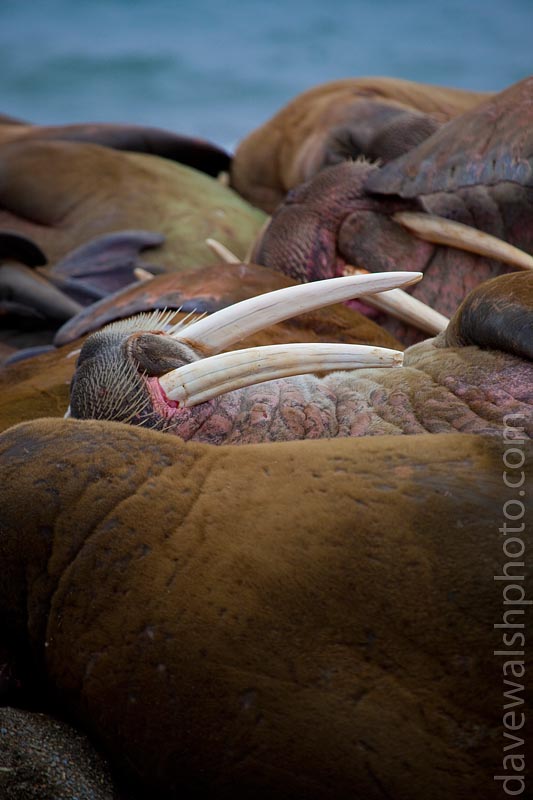 Walrus at Poole-Pynten