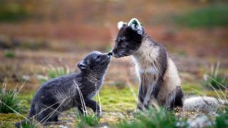 Arctic Fox mother and cub, Ny-Alesund