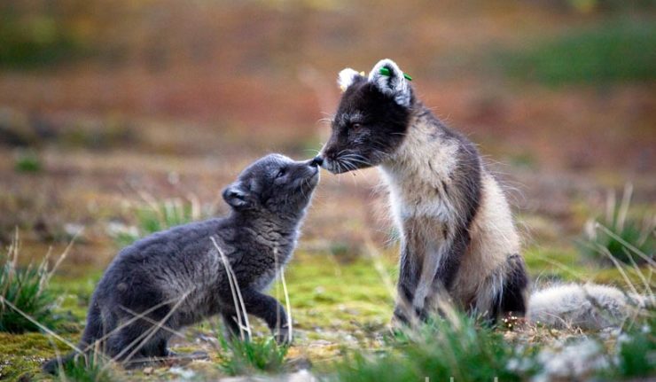 Arctic Fox mother and cub, Ny-Alesund