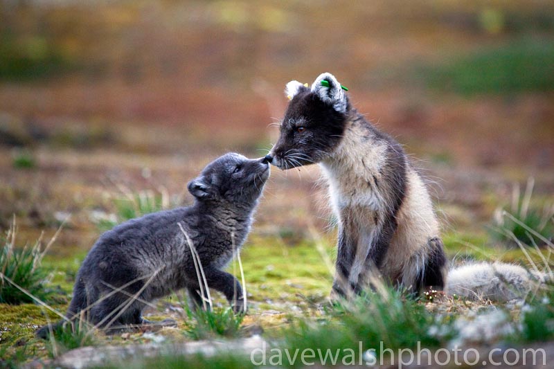 Arctic Fox mother and cub, Ny-Alesund