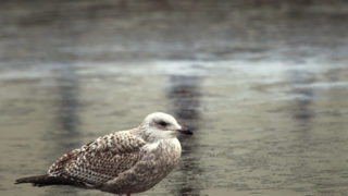 Discarded water bottle and seagull on a frozen canal, Amsterdam