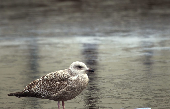 Discarded water bottle and seagull on a frozen canal, Amsterdam