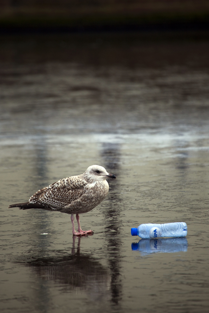 Discarded water bottle and seagull on a frozen canal, Amsterdam