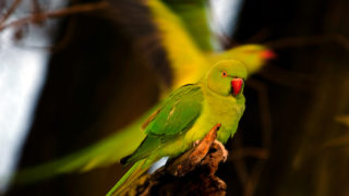 Rose-ringed parakeet, Amsterdam