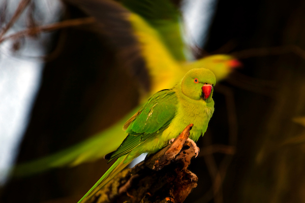 Rose-ringed parakeet, Amsterdam