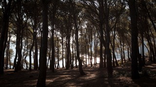 Sky and Pine Trees, Tamariu, Catalonia, Spain