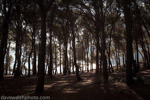 Sky and Pine Trees, Tamariu, Catalonia, Spain