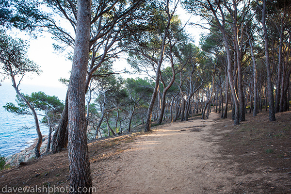 Wayward trees flirting with the Mediterranean