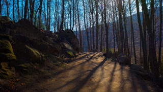 Winter forest path, Montseny, Catalonia