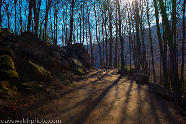 Winter forest path, Montseny, Catalonia