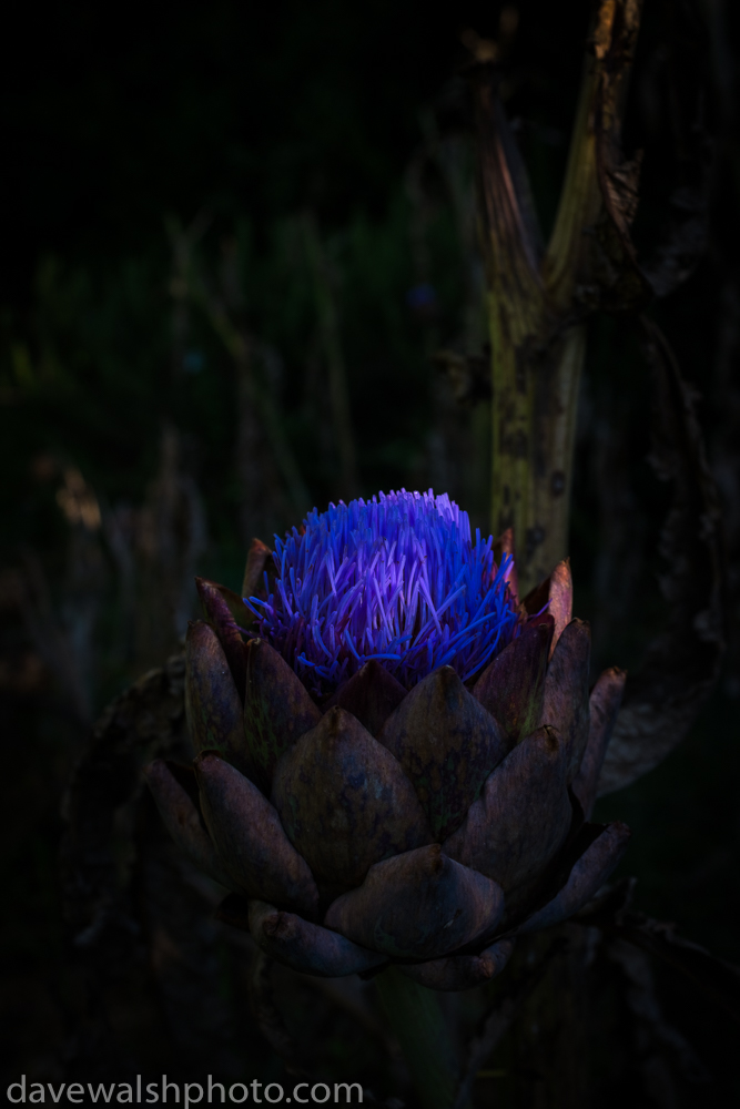 Globe Artichoke in bloom