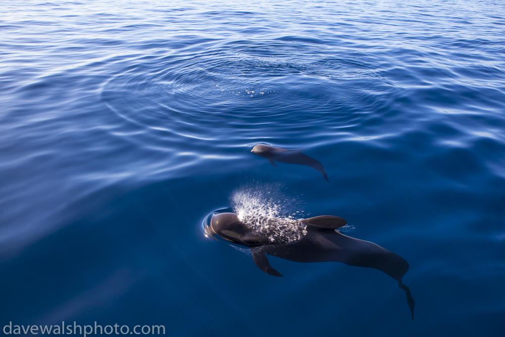 Whalewatching Tenerife: Pilot whales