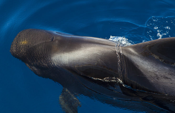 Whalewatching Tenerife: Pilot whales