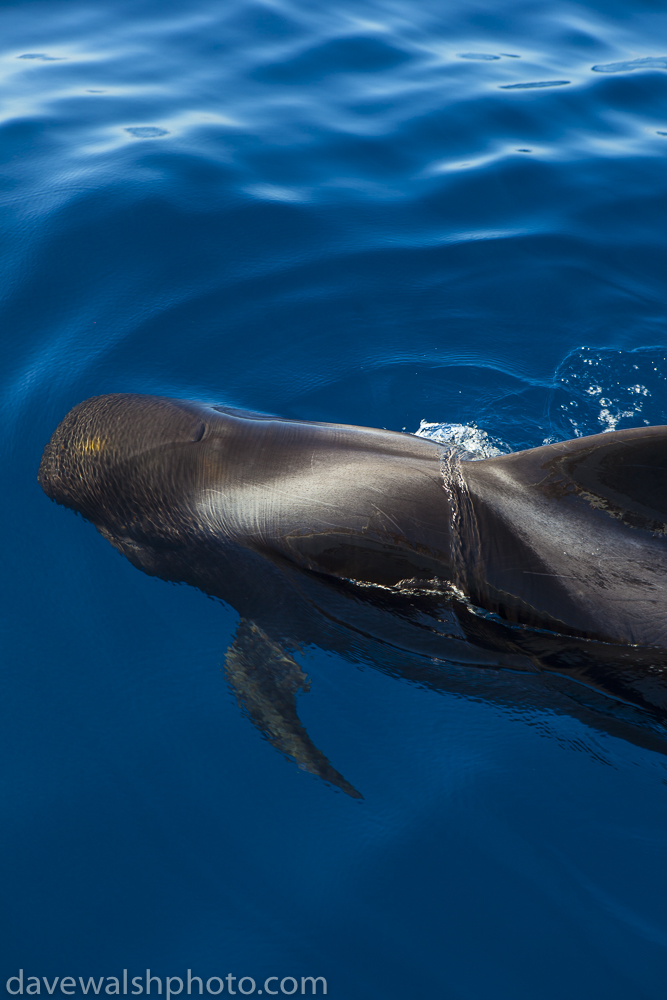 Whalewatching Tenerife: Pilot whales