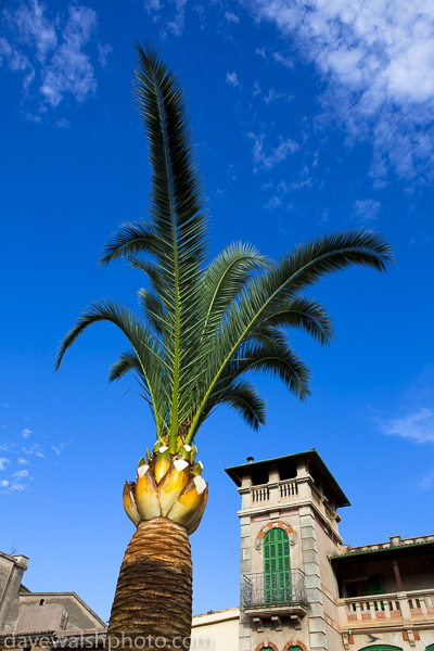 Palm tree, Soller, Mallorca