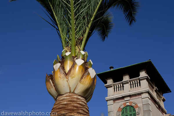 Palm tree, Soller, Mallorca