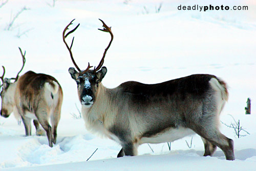 Reindeer in Lapland, Finland. © Dave Walsh 2005