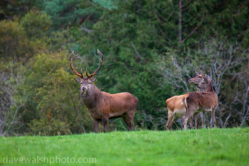 Red Deer in Killarney National Park, Kerry, Ireland