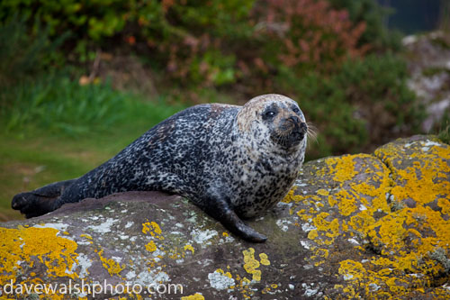 Common Seal, Glengarrif