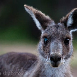 Freaky kangaroo - eye defect